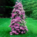 Egrow,100Pcs,Clematis,Flower,Seeds,Perennial,Vines,Climbing,Clematis,Plant,Garden,Decoration