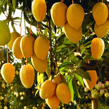Egrow,Edible,Mango,Fruit,Seeds,Garden,Courtyard,Outdoor,Plants,Mango