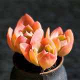 Egrow,Succulent,Seeds,Garden,Potted,Flower,Ornamental,Plants