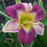 Egrow,Daylily,Seeds,Daylily,Flowers,Hemerocallis,Indoor,Bonsai,Flower,Perennial,Plant,Garden,Supplies
