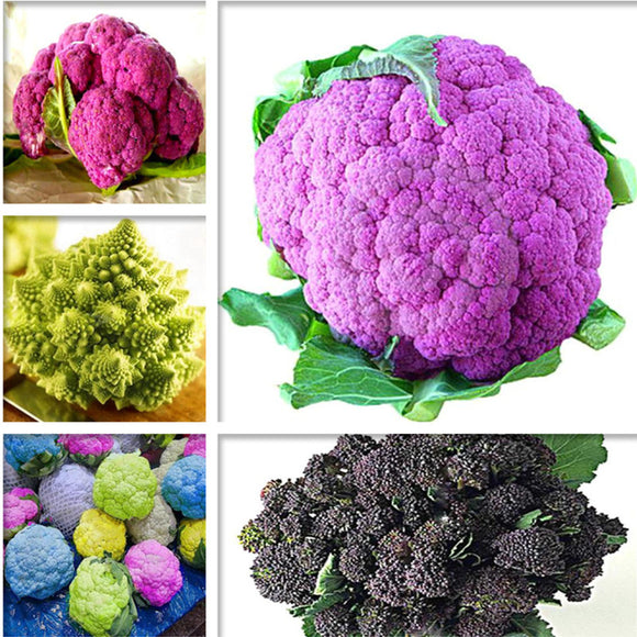 Egrow,Cauliflower,Seeds,Vegetable,Broccoli,Bonsai,Balconies,Cabbage,Cauliflower,Terraces,Small,Planting,Rapebonsai