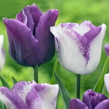 Egrow,Colorful,Tulip,Seeds,Garden,Perennial,Potted,Tulip,Flower,Plants
