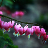 Egrow,10Pcs,Dicentra,Spectabilis,Seeds,Bleeding,Heart,Garden,Plant,Flowers