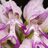 20Pcs,Naked,Orchid,Garden,Magic,Seeds,Orchis,italica,Office,Potted,Plants