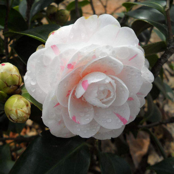 Egrow,Camellia,Flowers,Seeds,Potted,Plants,Garden,Decorations,Flower,Seeds