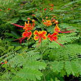 Egrow,Caesalpinia,Seeds,Caesalpinia,Pulcherrima,Garden,Decoration