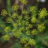 Egrow,Fennel,Seeds,Anise,Foeniculum,Bonsai,flower,Garden,plant