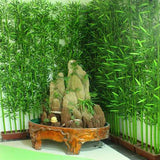 Egrow,Chinese,Bamboo,Seeds,Phyllostachys,Heterocycla,Courtyard,Bamboo,Garden,Plant