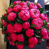 Egrow,Chinese,Peony,Flower,Seeds,Perennial,Paeonia,Suffruticosa,Bonsai,Plants,Garden,Plants