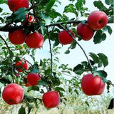 Egrow,Apple,Seeds,Redlove,Apple,Fruit,Garden,Planting