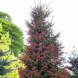 Egrow,Cedar,Seeds,Spruce,Seedling,Bonsai,Plant,JAPANESE,Cedar,Garden,Bonsai