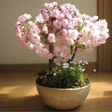 Egrow,Sakura,Seeds,Sakura,Cherry,Blossom,Garden,Flower,Bonsai,Indoor,Flowers,Plants