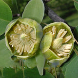 Egrow,Magnoliaceae,Flower,Seeds,Ornamental,Plant,Liriodendron,Chinense,Bonsai,Seeds