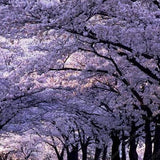 Egrow,Paulownia,Seeds,Green,Plants,Outdoor,Courtyard,Planting