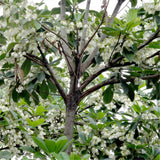 Egrow,Elaeocarpus,Seeds,Elaeocarpus,Decipiens,Plant,Elaeocarpus,Sylvestris