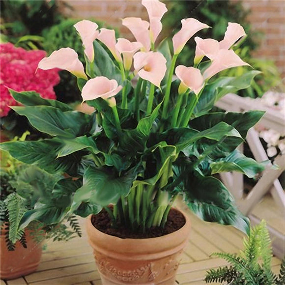 Egrow,Calla,Seeds,Tropic,Beautifying,Plants,Garden,Potted,Flowers,Perennial,Seeds