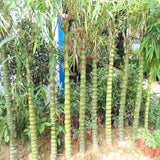 Egrow,Bamboo,Seeds,Decorative,Bamboo,Bonsai,Bonsai,Plant,Garden