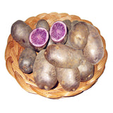 Egrow,Purple,Sweet,Potato,Seeds,Nutrition,Green,Vegetable,Bonsai,Plants