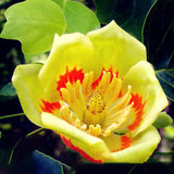 Egrow,Magnoliaceae,Flower,Seeds,Ornamental,Plant,Liriodendron,Chinense,Bonsai,Seeds