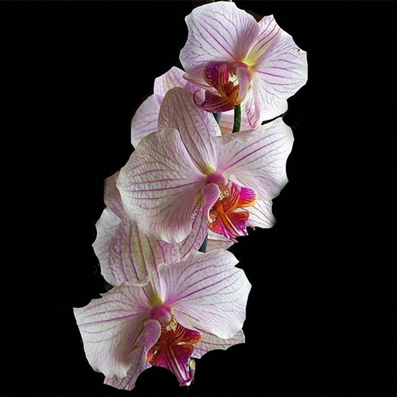 Egrow,Cymbidium,Orchid,Seeds,Butterfly,Orchid,Plant,Flower,Seeds,Cymbidium,Flower,Plants