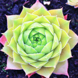 Egrow,Sempervivum,Seeds,Colorful,Gardening,Succulent,Plant,Flower