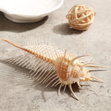 Natural,Murex,Pecten,Shell,Conch,Coral,Snail,Ornament,Decorations
