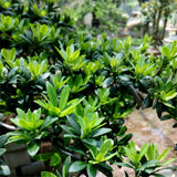 Egrow,Podocarpus,Seeds,Podocarpus,Macrophyllus,Plant,Garden,Plant