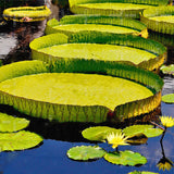Egrow,Lotus,Seeds,Lotus,Bonsai,Giant,Water,Flower,Garden,Flower