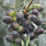 Egrow,Olive,Seeds,Fruit,Seeds,Bonsai,Plants,Garden,Exotic,Plant,Species,Seeds