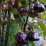 Egrow,Eggplant,Seeds,Purple,Peach,Fruit,Chili,Pepper,Organic,Vegetable,Garden,Plant