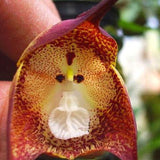 Egrow,Monkey,Orchid,Seeds,Garden,Bonsai,Flowers,Seeds,Planting