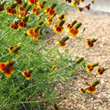 Egrow,Rudbeckia,Laciniata,Seeds,Outdoor,Rudbeckia,Hybrida,Grass,Flowers,Planting