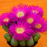 Egrow,Lithops,Seeds,Cactus,Rebutia,Variety,Flowering,Color,Cacti,Cactus,Bonsai,Office,Plant,Succulent