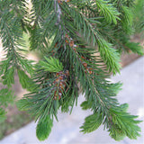 Egrow,Asperata,Seeds,Picea,Asperata,Semente,Plant,Spruce