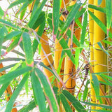 Egrow,Golden,Bamboo,Seeds,Semente,Golden,Bamboo,Seeds,Garden,Plants