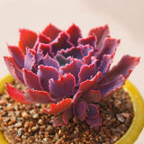 Egrow,Echeveria,Succulent,Seeds,Garden,Planting,Lithops,Plant,Bonsai,Flower