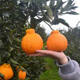 Egrow,Orange,Seeds,Fruit,Organic,Trees,Garden,Plant