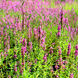 Egrow,Loosestrife,Seeds,Lythrum,Salicaria,Vegetable,Bonsai,Garden,Plant