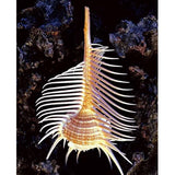 Natural,Murex,Pecten,Shell,Conch,Coral,Snail,Ornament,Decorations
