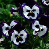 Egrow,100Pcs,Pansy,Seeds,Color,Color,Flower,Bonsai,Potted