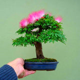 Egrow,20Pcs,Acacia,Seeds,Colorful,Albizia,Julibrissin,Indoor,Bonsai,Planting