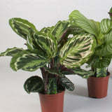 Egrow,Arrowroot,Seeds,Crocata,Calathea,Flower,Bonsai,Garden,Plant