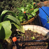 Micro,Irrigation,Watering,Automatic,Garden,Plant,Greenhouse,Water,System