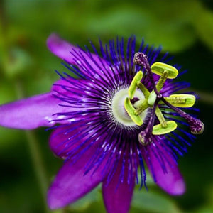 Passion,Flower,Seeds,Fruit,Passiflora,Bonsai,Seeds,Garden