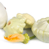 Egrow,White,Pumpkin,Seeds,Scallop,Squash,Bonsai,Vegetable,Garden,Plant