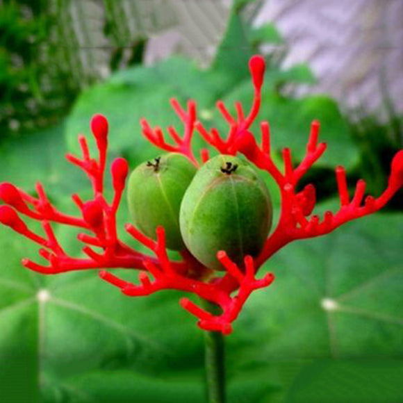 Egrow,Manioca,Seeds,Jatropha,Podagrica,Bonsai,Garden,Plant