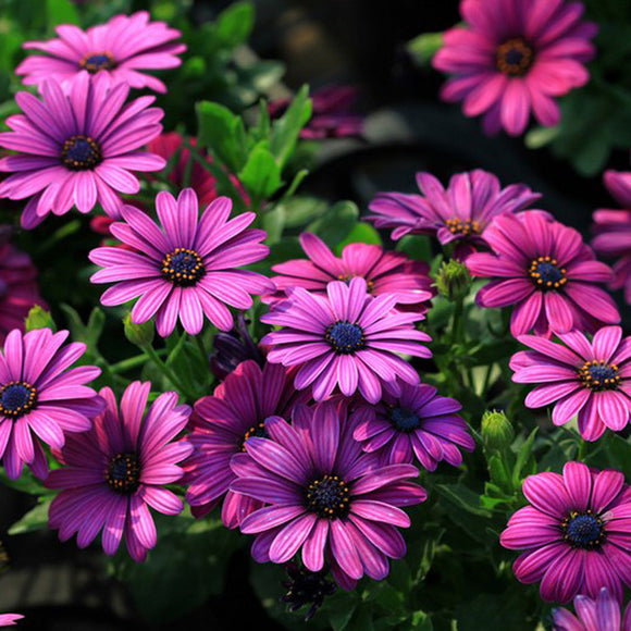 30Pcs,African,Daisy,Seeds,Osteospermum,Seeds,Color,Flower