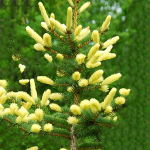 Egrow,Cedar,Seeds,Spruce,Seedling,Bonsai,Plant,JAPANESE,Cedar,Garden,Bonsai