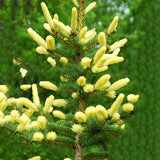 Egrow,Cedar,Seeds,Spruce,Seedling,Bonsai,Plant,JAPANESE,Cedar,Garden,Bonsai