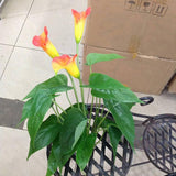 Egrow,Calla,Seeds,Garden,Balcony,Potted,Perennial,Flower,Seeds,Bonsai,Flowers
